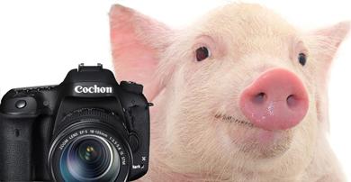 Boîtier Cochon